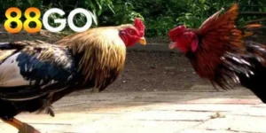 Đá Gà Cựa Sắt 88GO