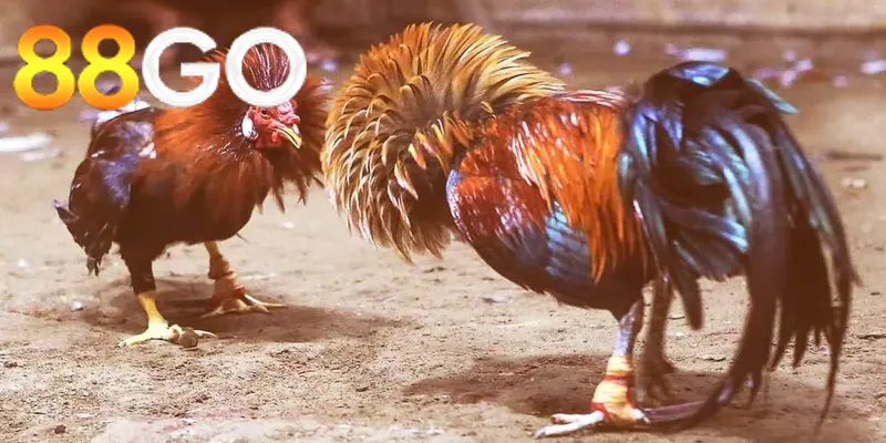 Cược Đá Gà Cựa Sắt 88GO với 3 lựa chọn