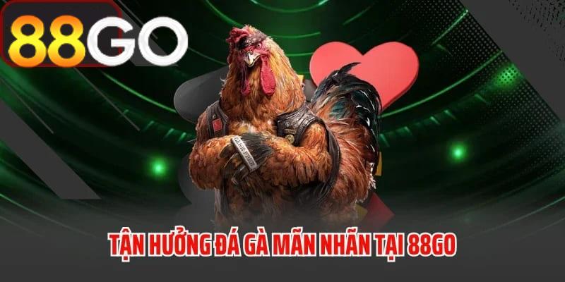 Trải nghiệm đá gà đầy kịch tính và hấp dẫn tại 88GO